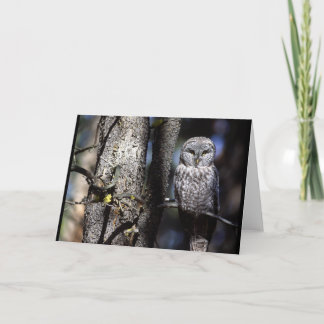 Cartão Owl (3)