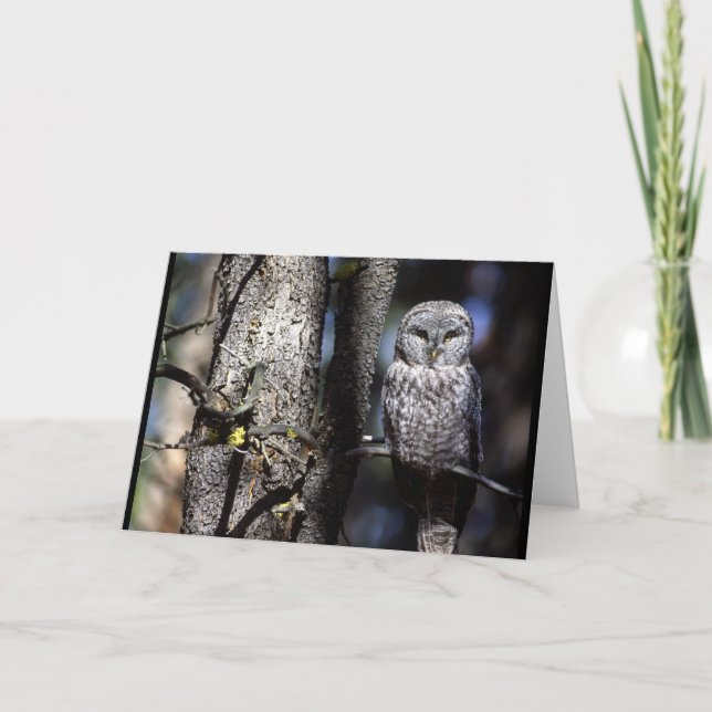Cartão Owl (3) (Frente)