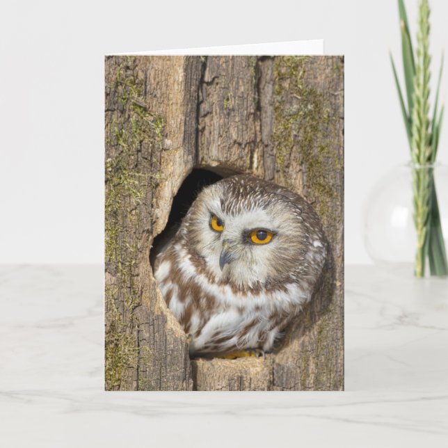 Cartão Owl Greeting Card (Frente)