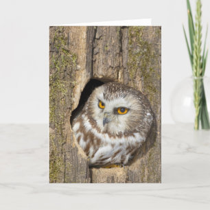 Cartão Owl Greeting Card