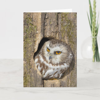 Cartão Owl Greeting Card