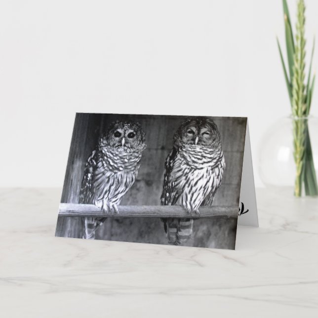 Cartão Owl Photograph Greeting Cards (Frente)