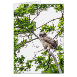 Cartão Owlet Em Uma Ramificação De Árvore De Mapeamento