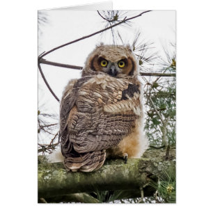 Cartão Owlet Em Uma Ramificação De Pino