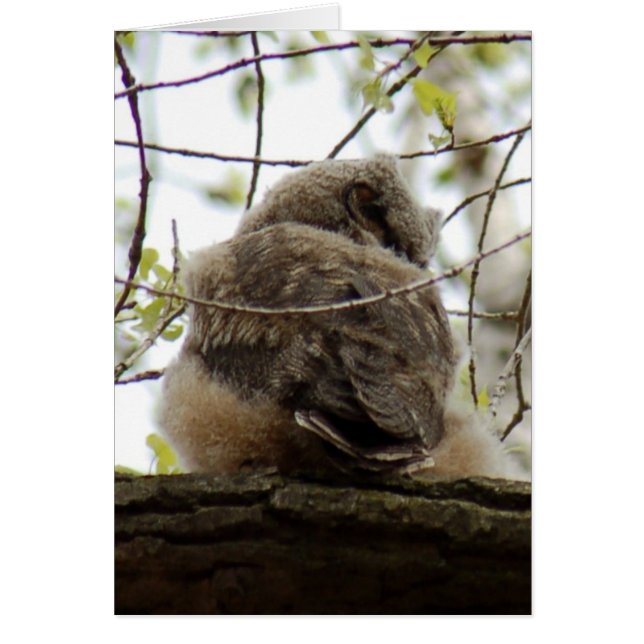 Cartão Owlette excelente Horned (Frente)