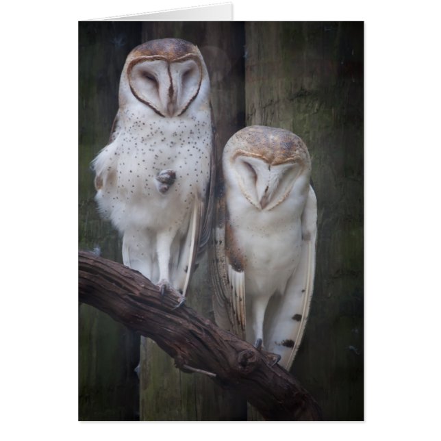 Cartão Owls (Frente)