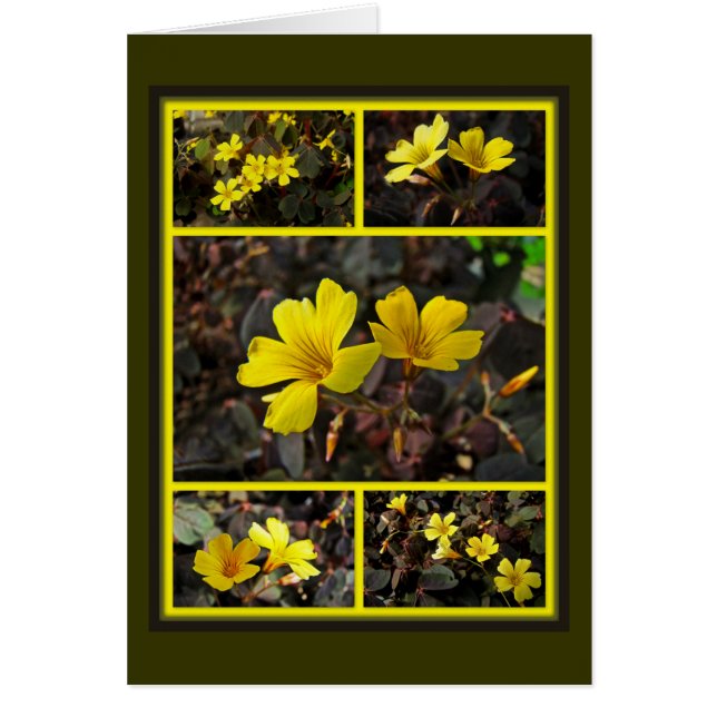 Cartão Oxalis Amarelo-Floresceu o Houseplant (Frente)