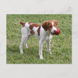 Cartão "oxidado" do filhote de cachorro de