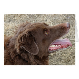 Cartão P4 Flatlandersam