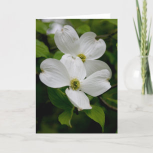 Cartão PA Flores selvagens - Dogwood Notecard