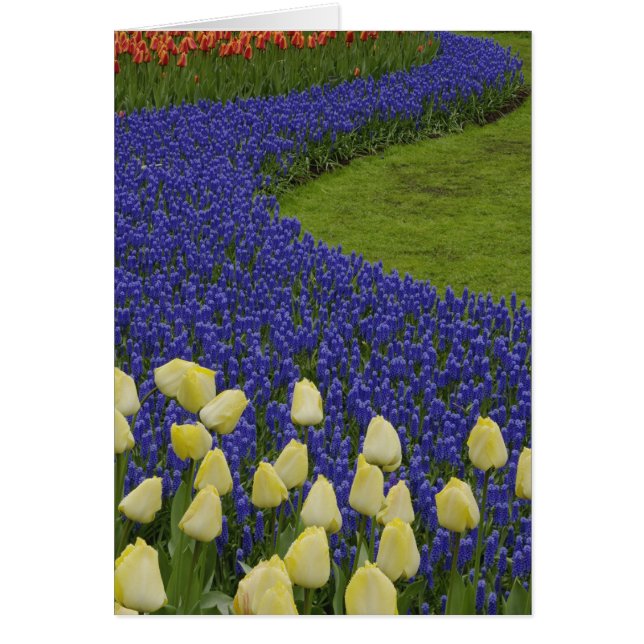 Cartão Padrão de hortas das flores de Hyacinth de Uva e 2 (Frente)