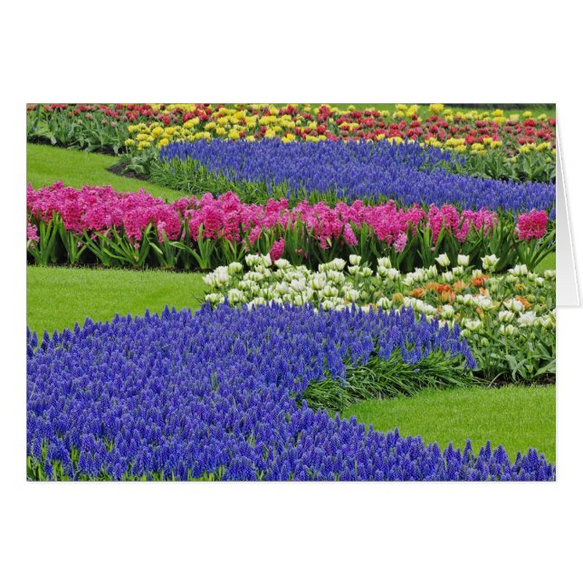 Cartão Padrão de Jacinto de Uva, tulipas e 3 (Frente Horizontal)