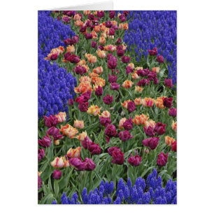 Cartão Padrão de tulipas e flores de Jacinto de Uva,