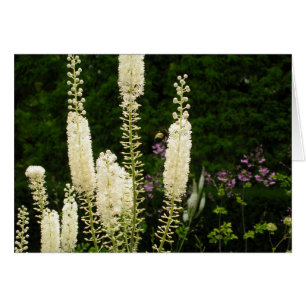 Cartão Padrões da Natureza