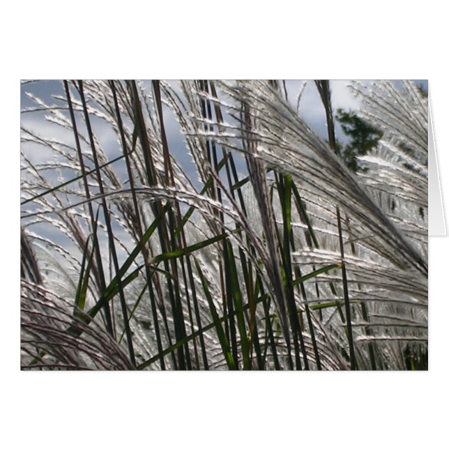 Cartão Padrões da Natureza (Frente Horizontal)