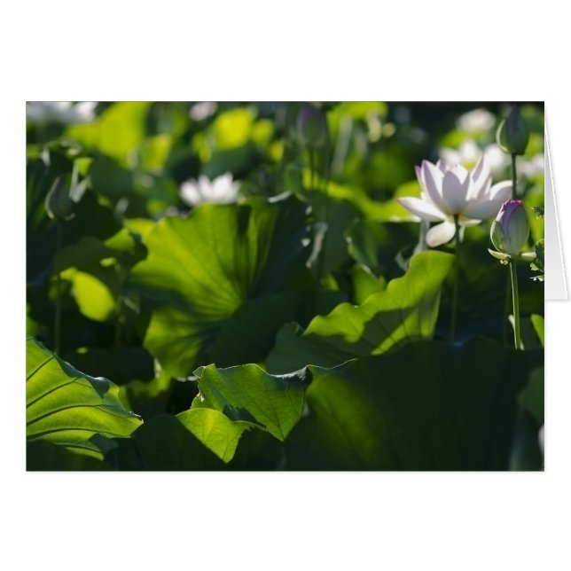 Cartão Padrões da sombra (Frente Horizontal)