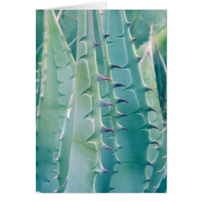 Cartão Padrões de uma planta de Agave (Frente)