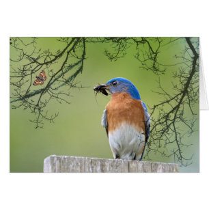 Cartão Pai Bluebird