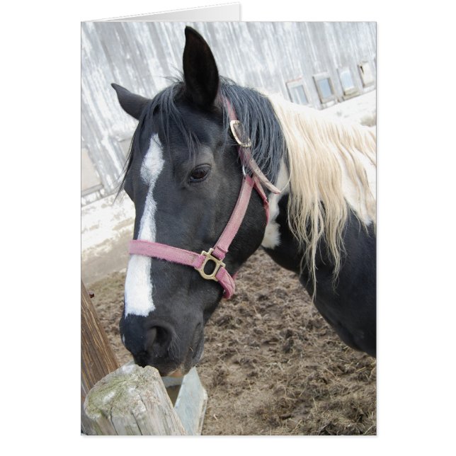 Cartão Paint Pinto Horse (Frente)