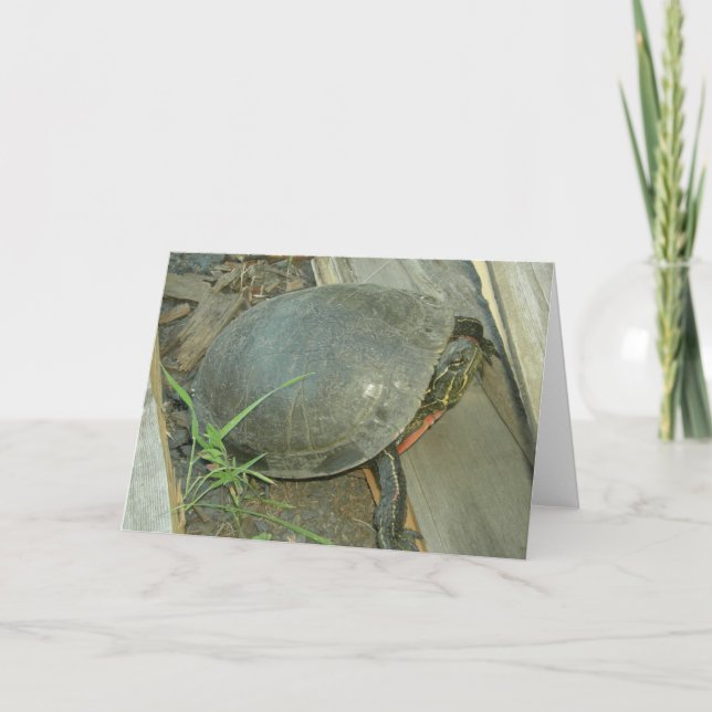 Cartão Painted Turtle (Chrysemys picta) (Frente)