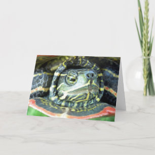 Cartão Painted Turtle (Chrysemys picta) 2