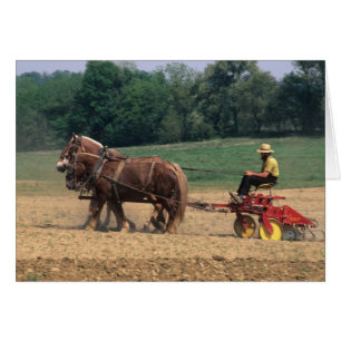 Cartão País Amish pessoas simples na agricultura com