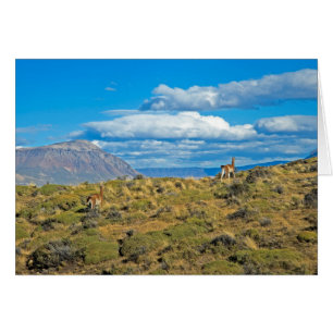 Cartão País do Guanaco, Patagonia