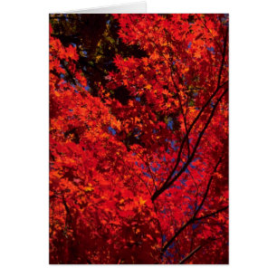 Cartão Paisagem colorida do outono