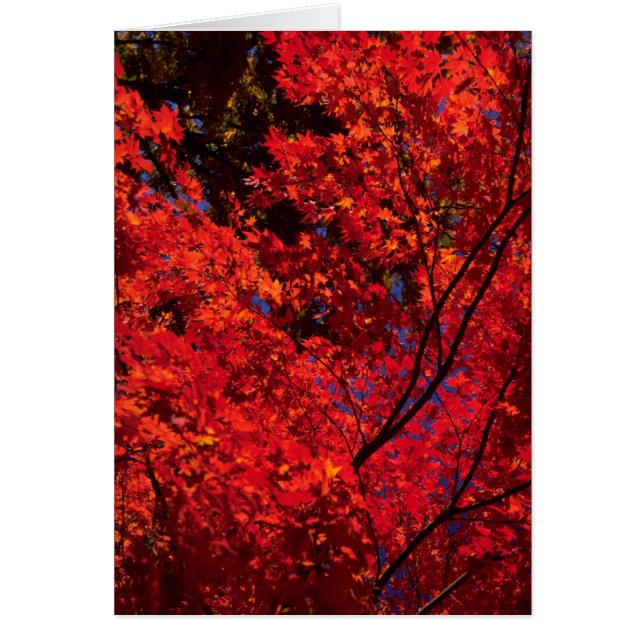 Cartão Paisagem colorida do outono (Frente)