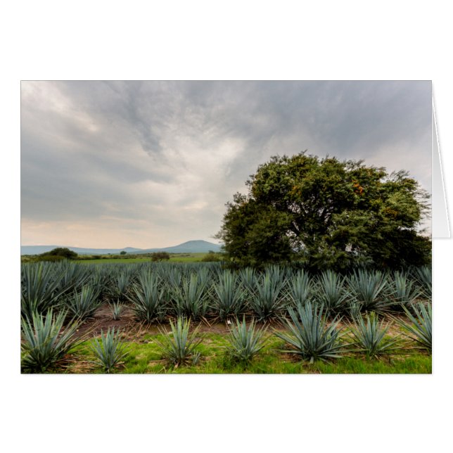 Cartão Paisagem com agave azul (Frente Horizontal)
