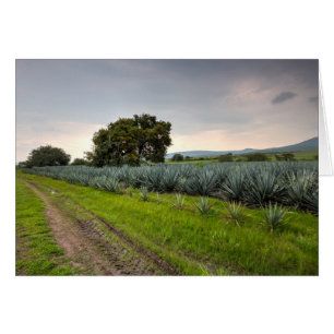 Cartão Paisagem De Agave Azul