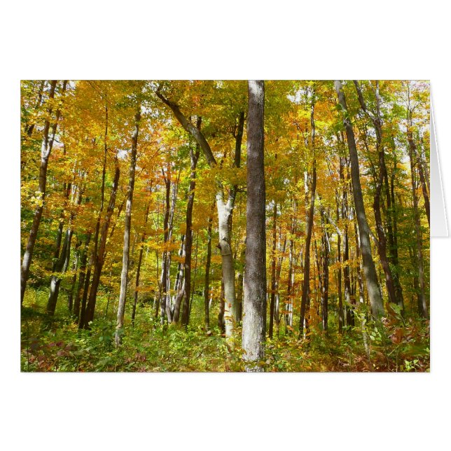 Cartão Paisagem de outono de Folhas Amarelas na Floresta (Frente horizontal)