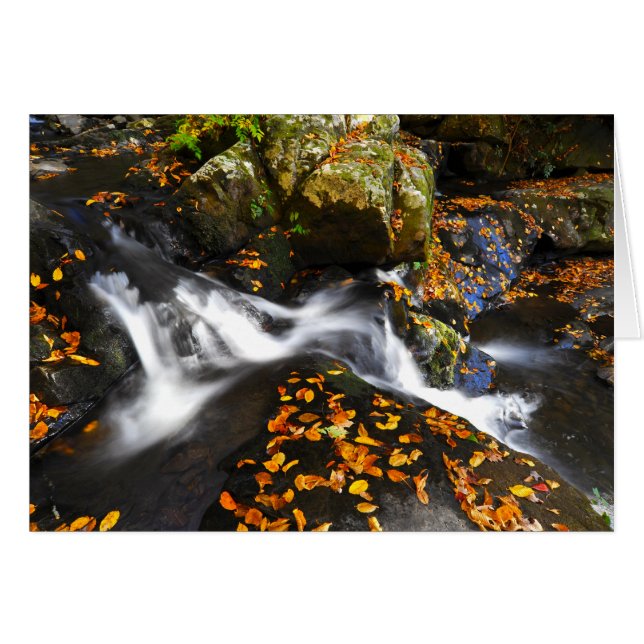Cartão Paisagem do outono em quedas Spruce dos (Frente Horizontal)