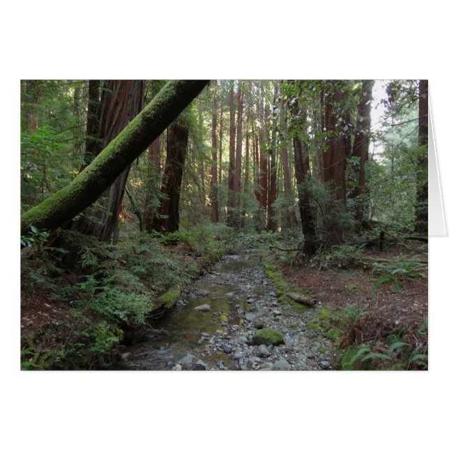 Cartão Paisagem Florestal do Córrego de Muir Woods (Frente horizontal)