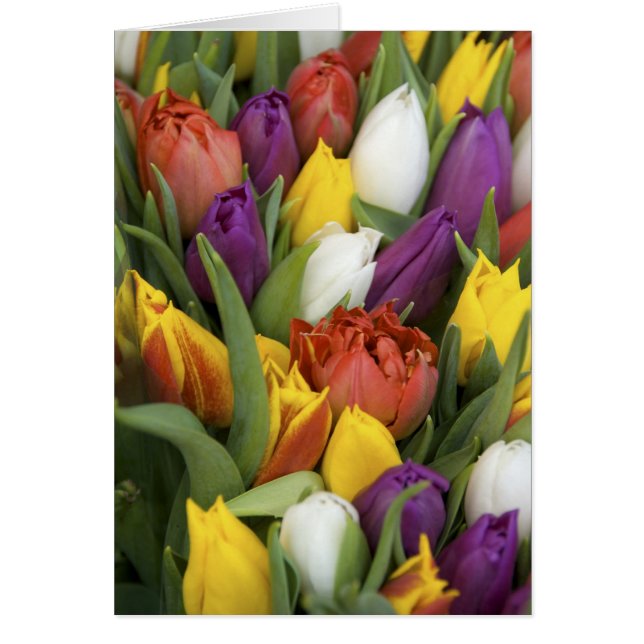 Cartão Países Baixos, Holanda do Sul, Amesterdã (Frente)