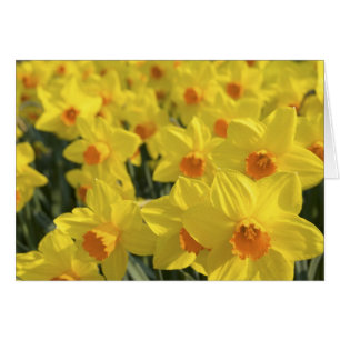 Cartão Países Baixos, Holanda, Lisse, Keukenhof Gardens,