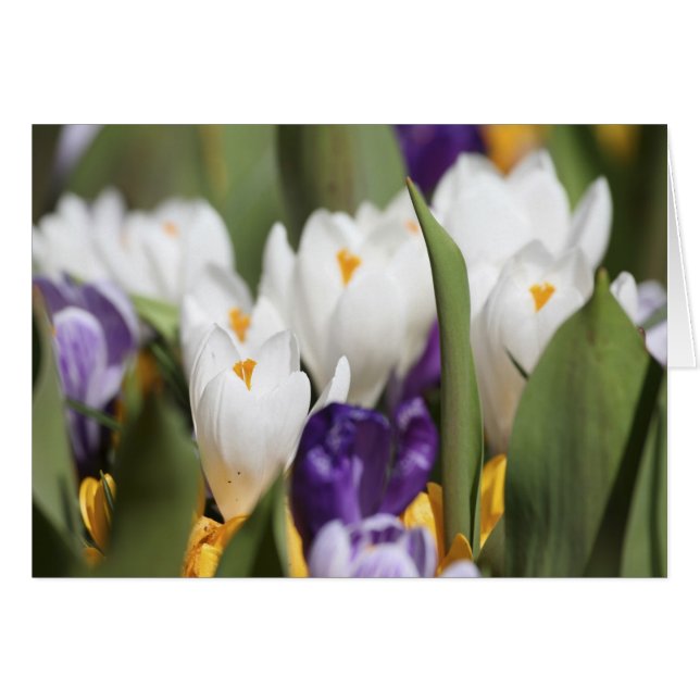 Cartão Países Baixos, Jardins de Keukenhoff, Tulips. (Frente Horizontal)