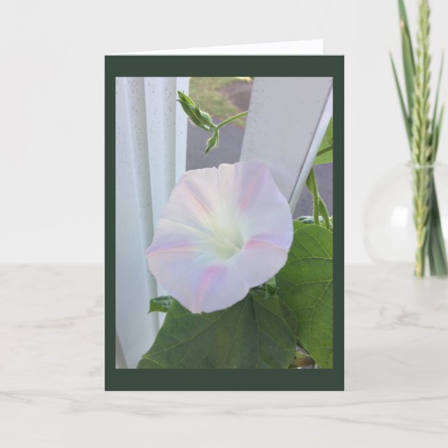 Cartão Pale Opal Morning Glory Blank (Frente)