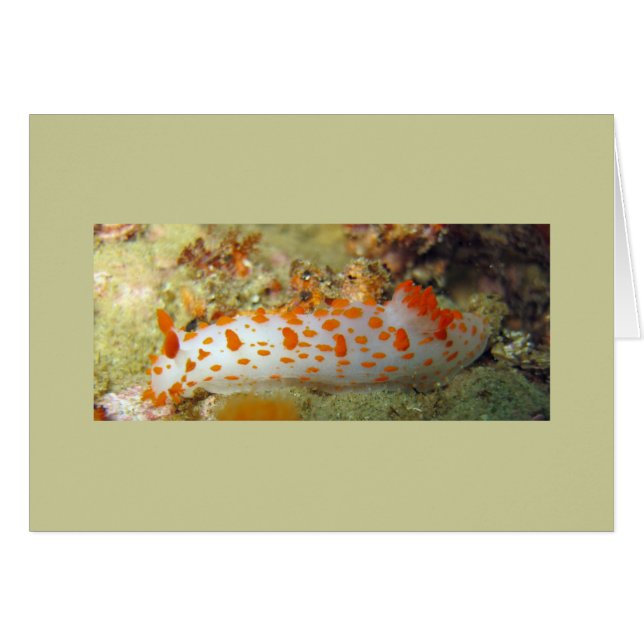 Cartão Palhaço Nudibranch (Frente horizontal)