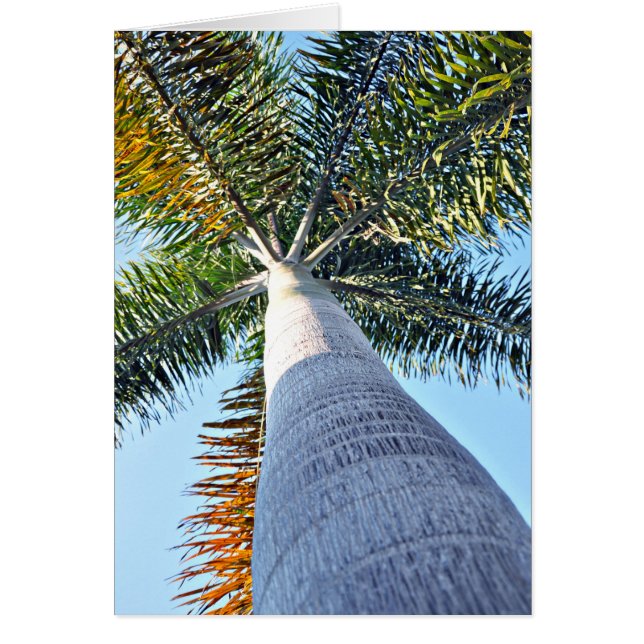 Cartão Palm Tree (Frente)