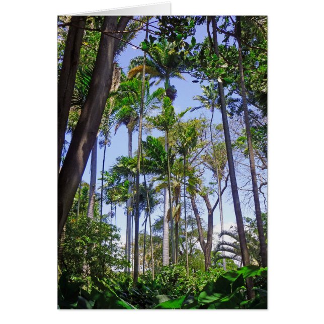 Cartão Palmas de Paraíso (Frente)