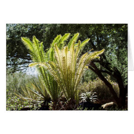 Cartão Palmas retroiluminadas