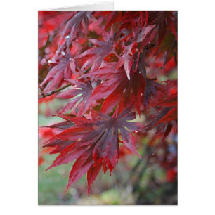 Cartão Palmatum 'Trompenburg de Acer