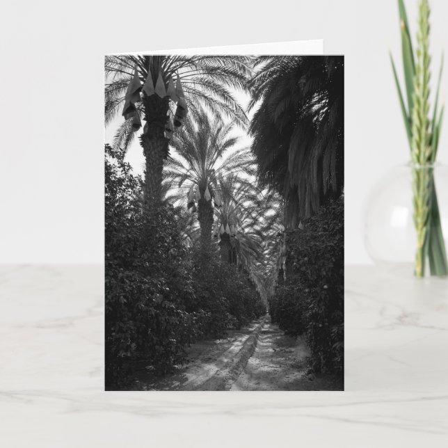 Cartão Palms and Orange Trees Near Desert, 1966 (Frente)