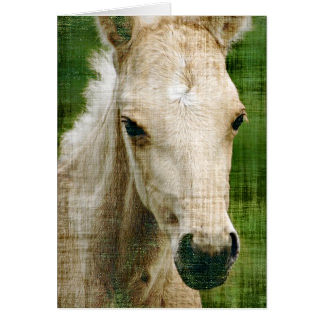 Cartão Palomino Foal (Frente)