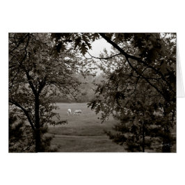 Cartão Palominos emoldurados em Oak