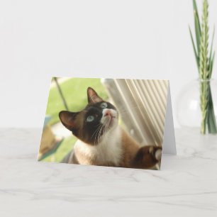 Cartão Pancake Card