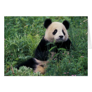 Cartão Panda gigante na grama, Vale de Wolong, Sichuan