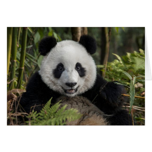Cartão Panda jovem feliz, China (Frente Horizontal)