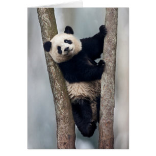 Cartão Panda jovem subindo em uma árvore, China